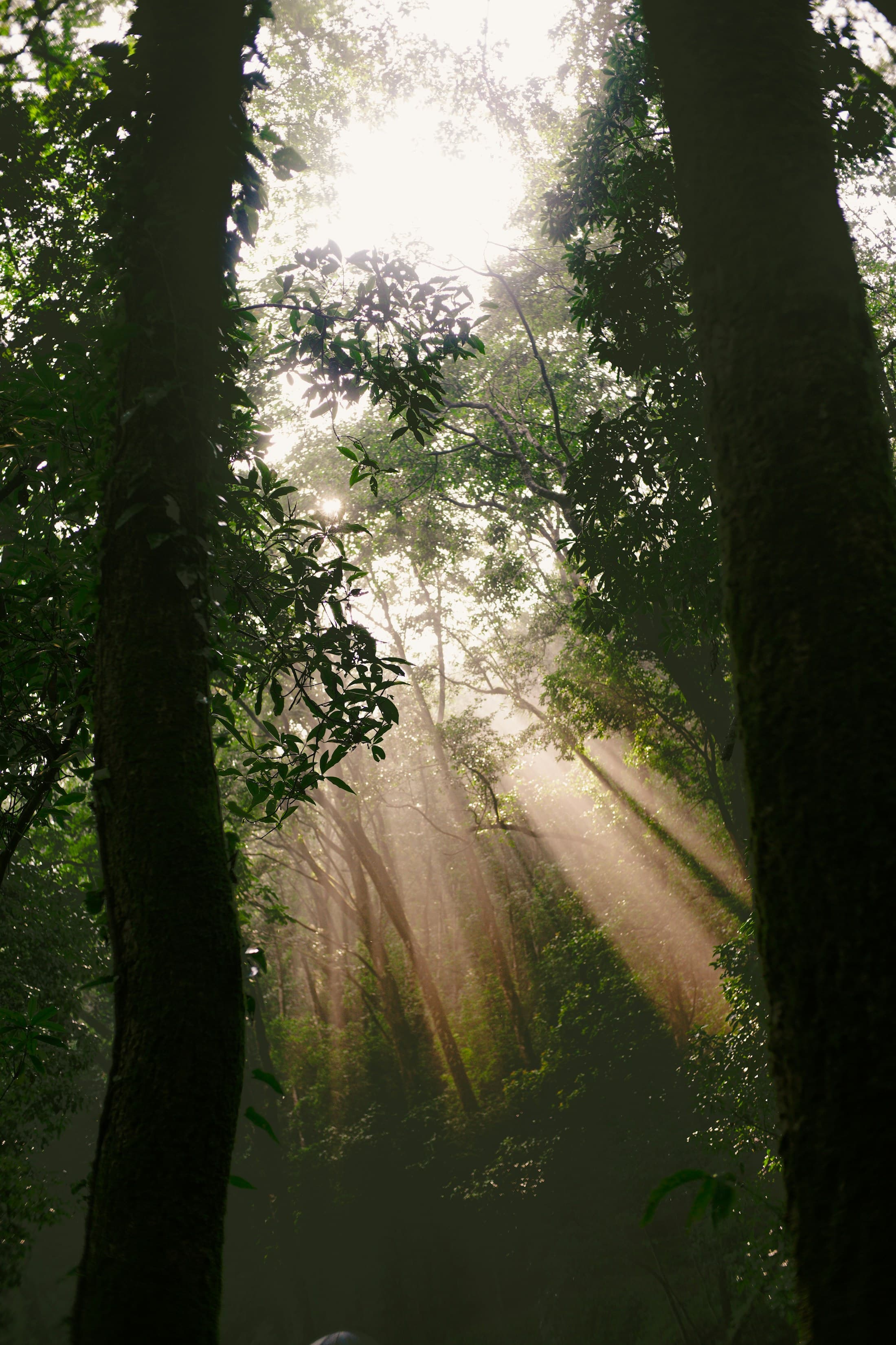 La forêt, lumière traversante